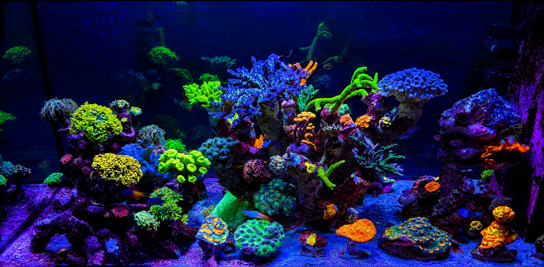 Raumteiler-Aquarium nach vier Jahren Entwicklung