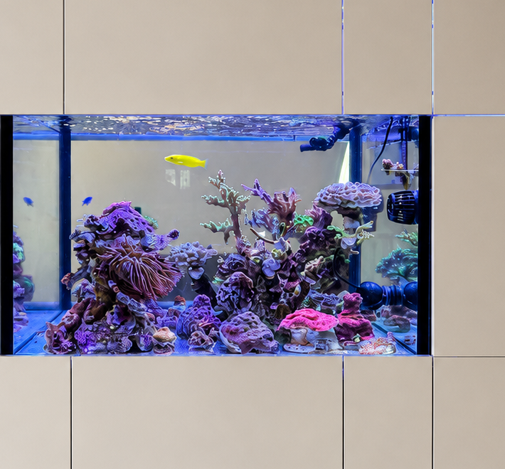 Umbau des Raumteiler-Aquariums nach mehreren Jahren