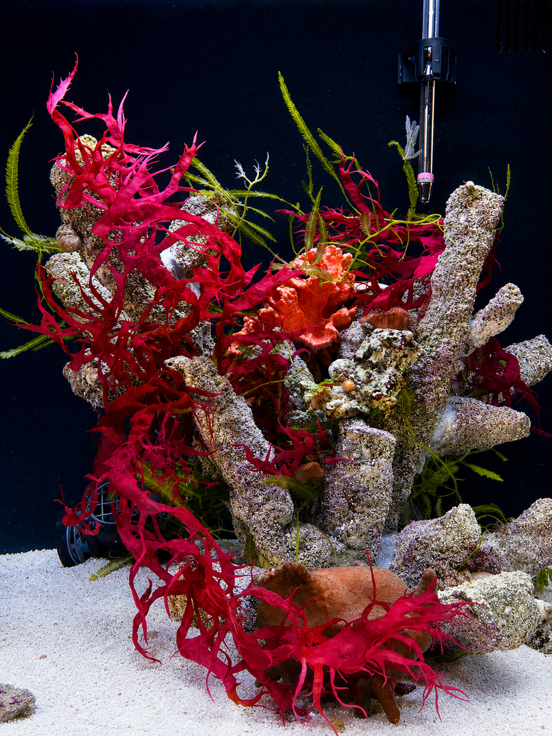 Das erste Nanoaquarium im Jahr 2018