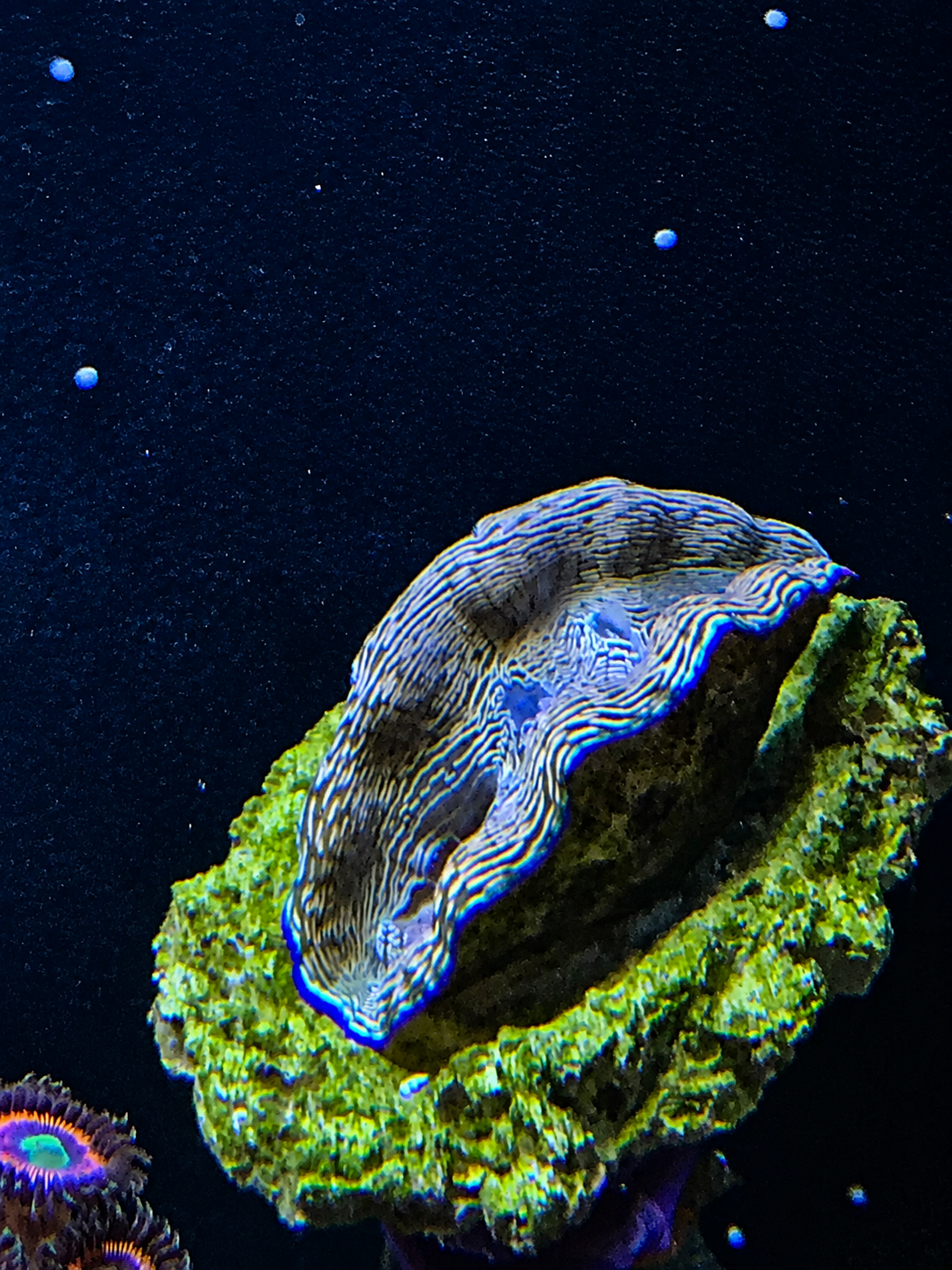 Die kleine Tridacna zieht 2018 ein