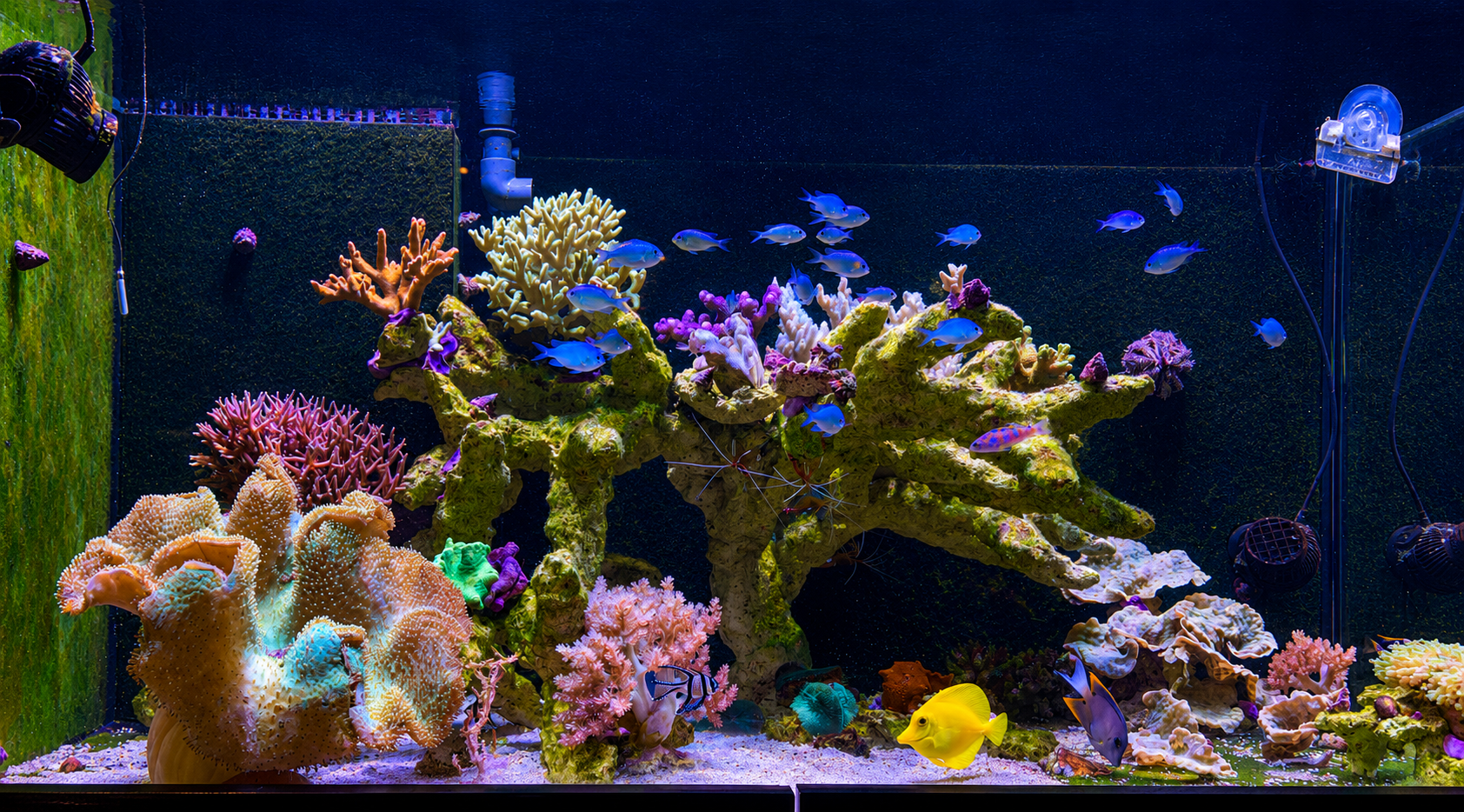 Das Aquarium nach der Einlaufphase