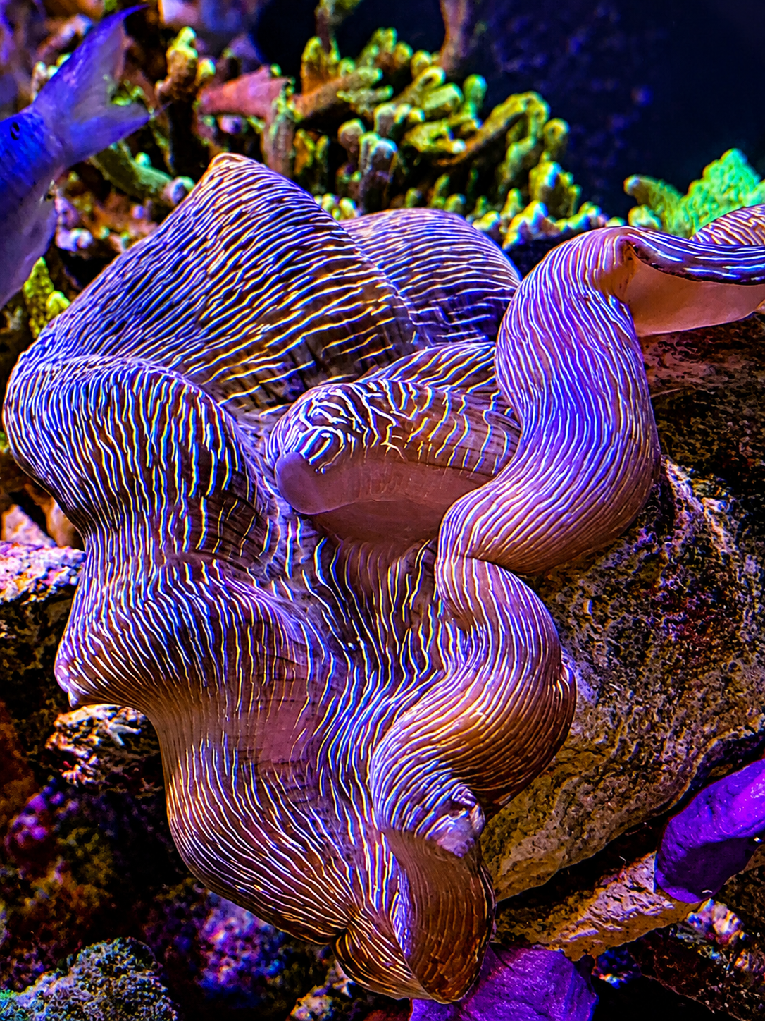 Detailaufnahme der Tridacna