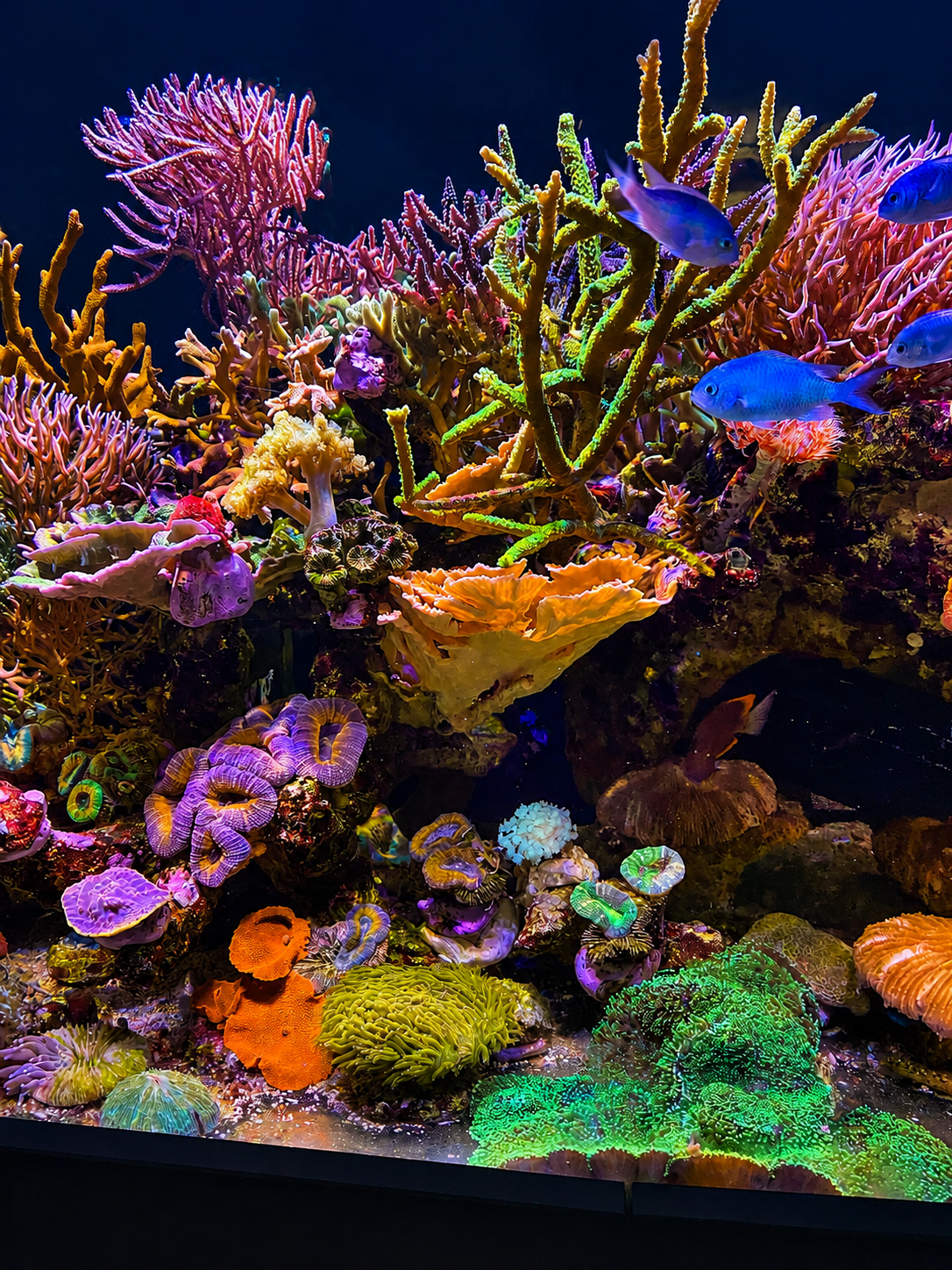 Das Aquarium entwickelt sich, die Korallen wachsen