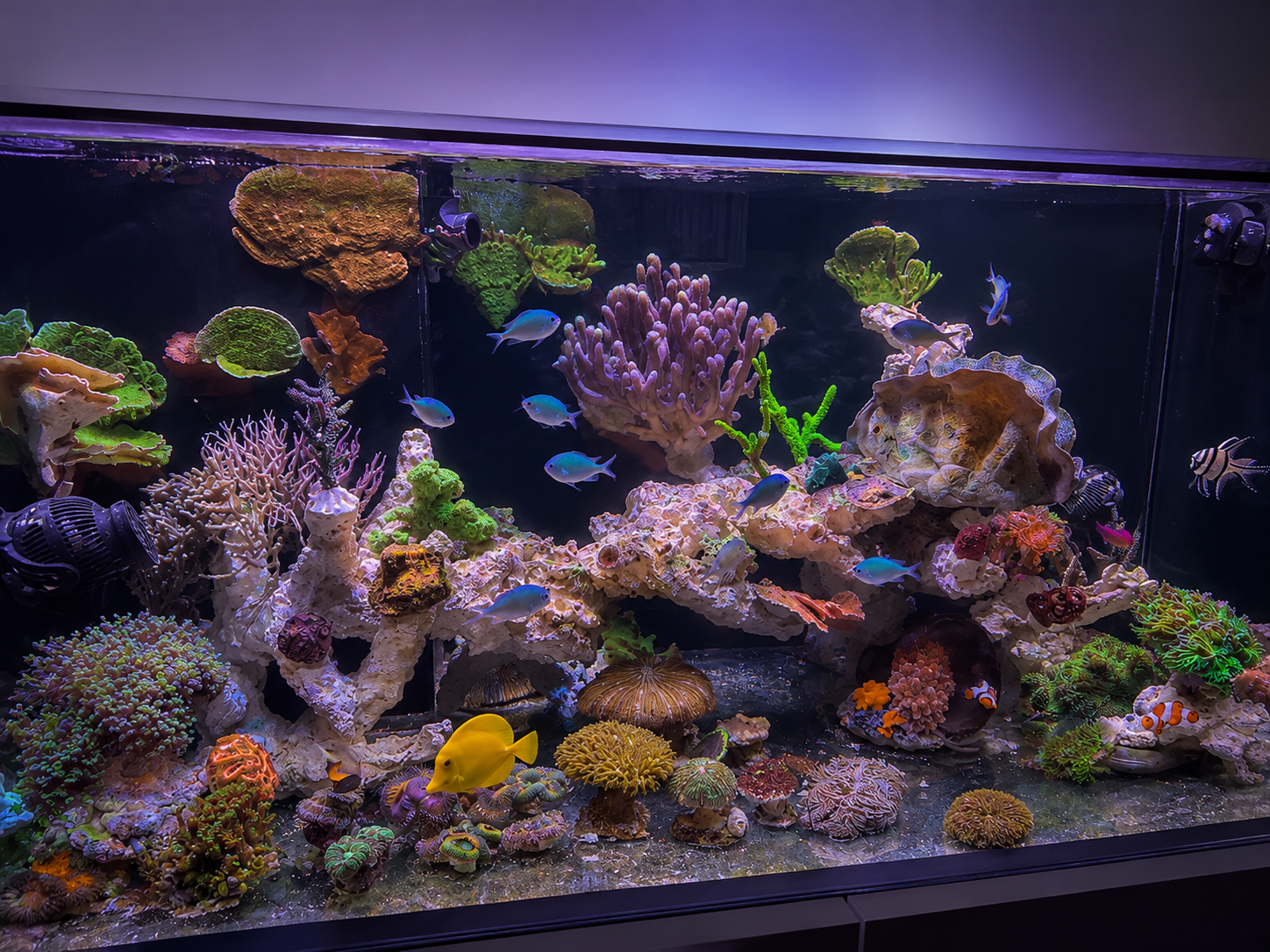 Aquarium nach dem ersten großen Umbau