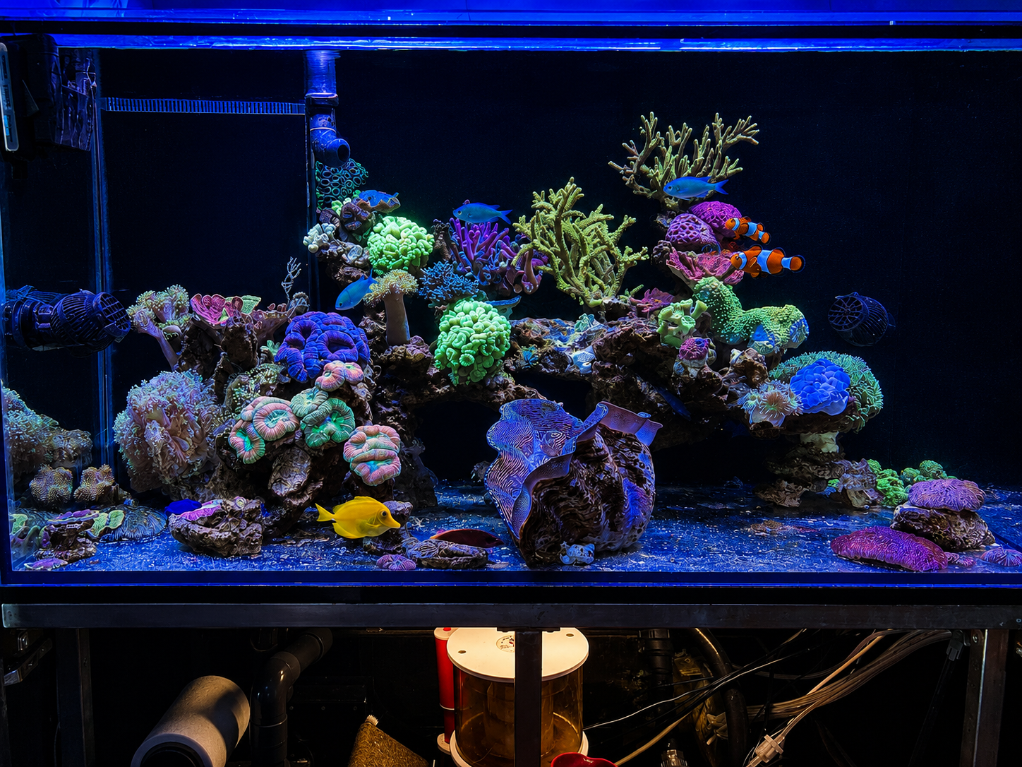 Das fertig eingerichtete Aquarium nach dem zweiten Umbau